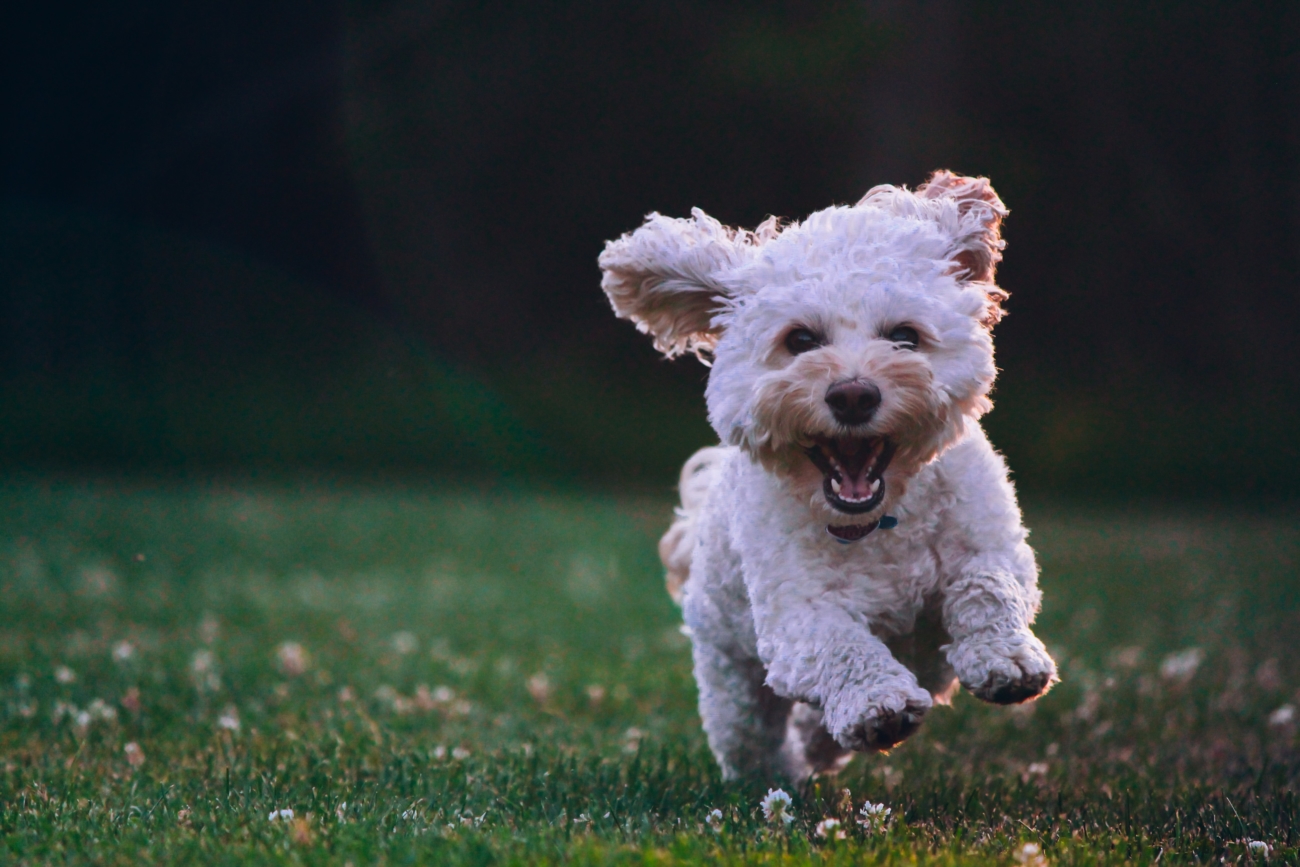 pets and independent senior living