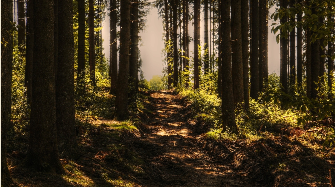 wooded trail | community in cumberland maine