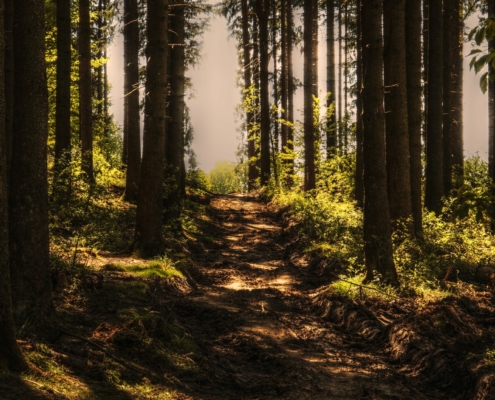 wooded trail | community in cumberland maine