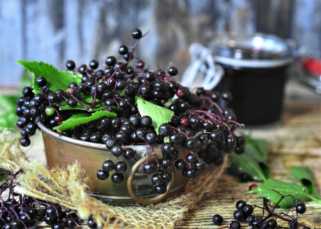 elderberry to boost immunity