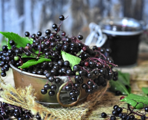 elderberry to boost immunity