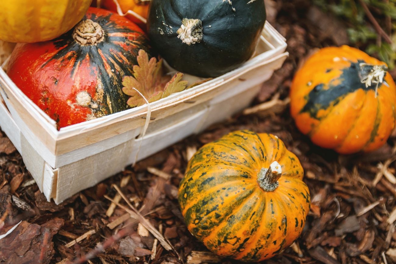 gardening essentials for fall