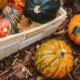 gardening essentials for fall