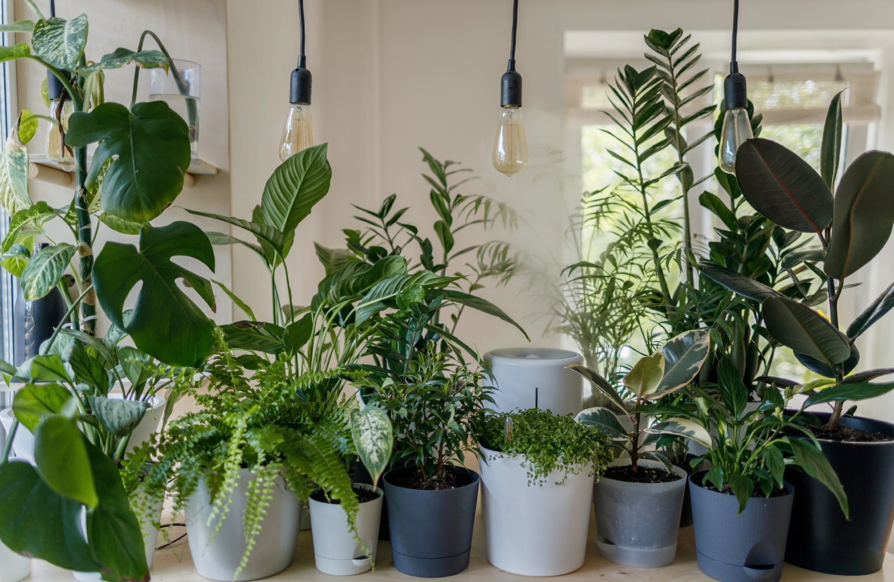 best indoor house plants for health