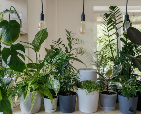 best indoor house plants for health