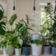 best indoor house plants for health