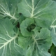 vegetables to plant in summer