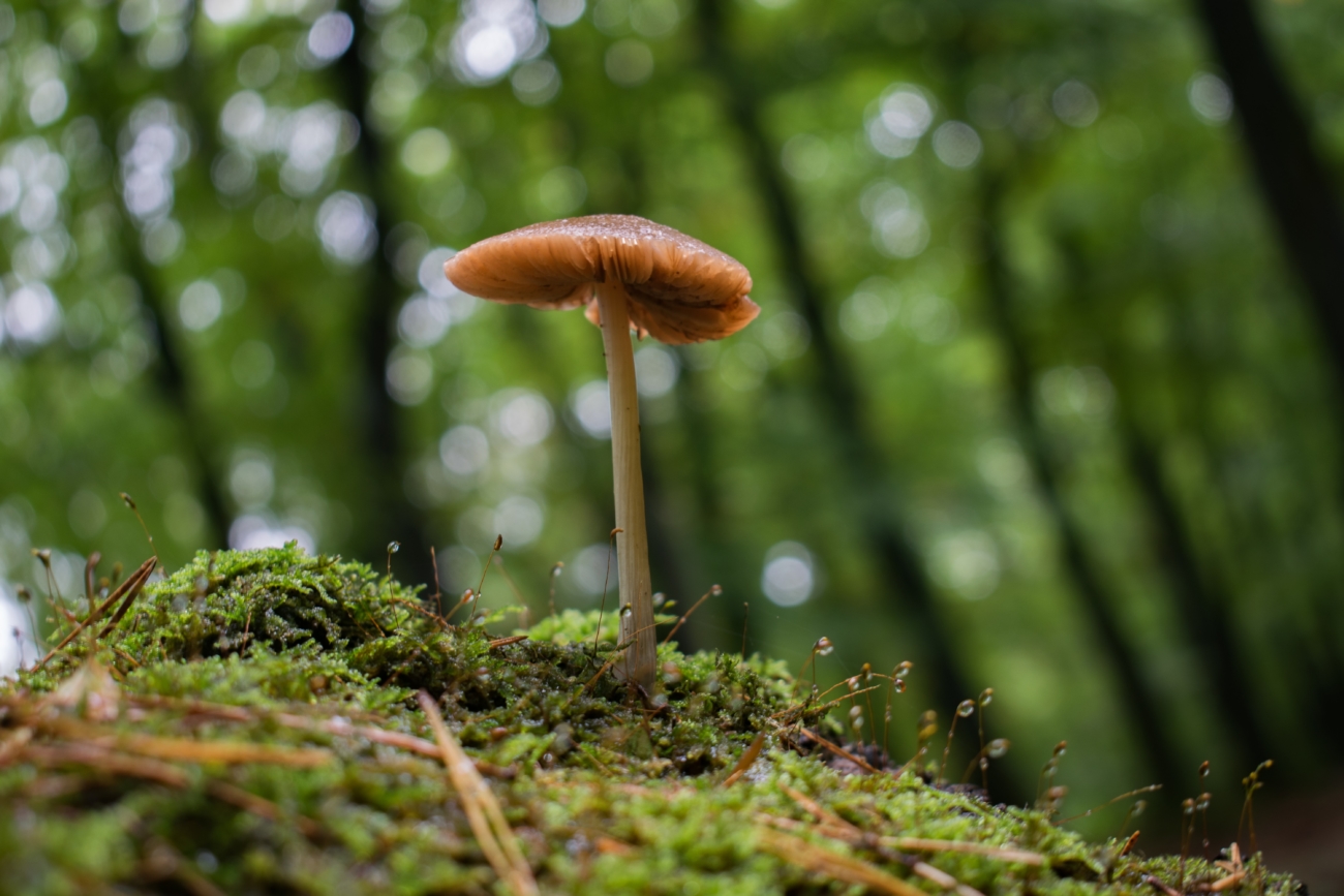 mushrooming in maine