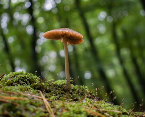 mushrooming in maine