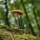 mushrooming in maine