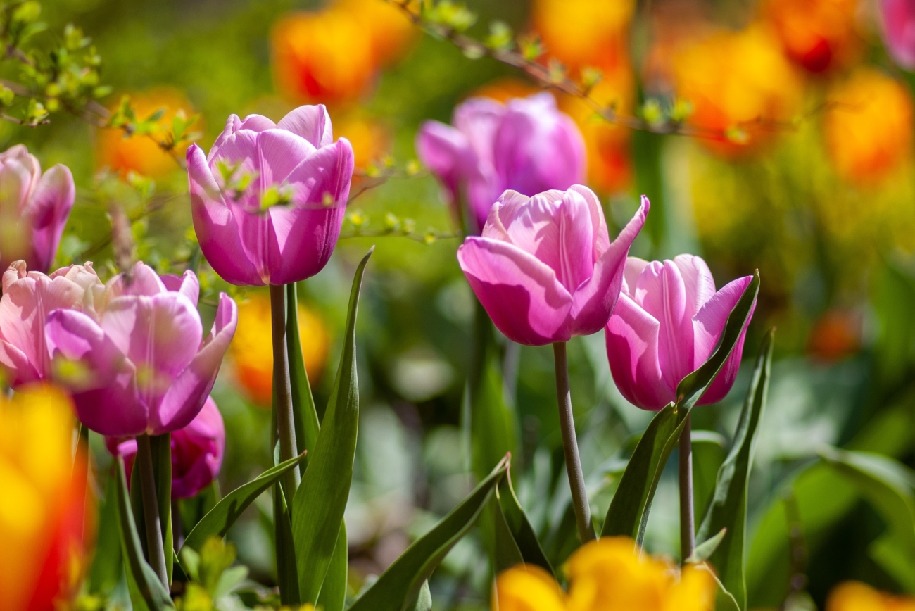 spring garden preparation tips