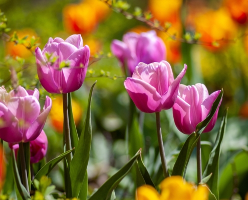 spring garden preparation tips