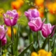 spring garden preparation tips