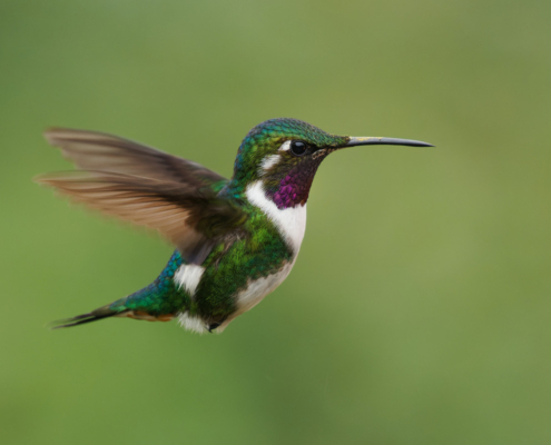 bird watching in maine