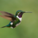 bird watching in maine