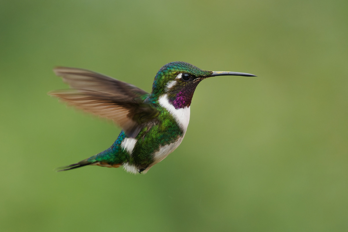 bird watching in maine